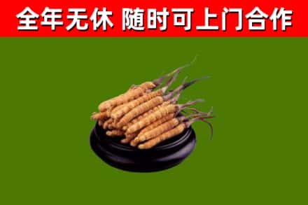 长岭县回收冬虫夏草