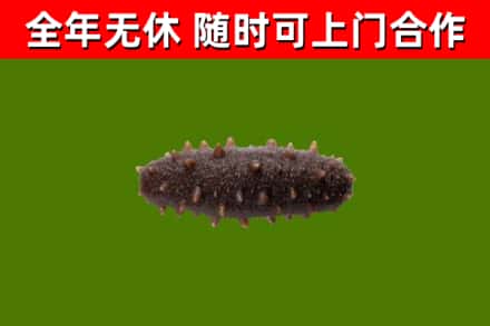 长岭县回收海参干